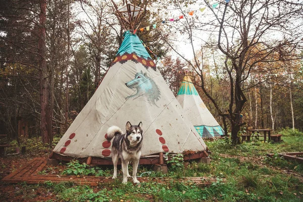 Malamute gris perro grande paseando en el bosque camping — Foto de Stock