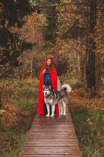 La fille en robe bleue et manteau rouge dans les bois sur la route avec un gros chien Malamute — Photo