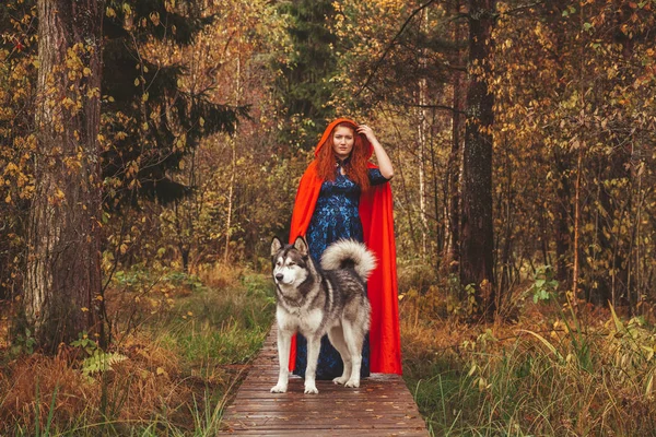 Dívka v modrých šatech a červený plášť v lese na silnici s velkým psem Malamute — Stock fotografie