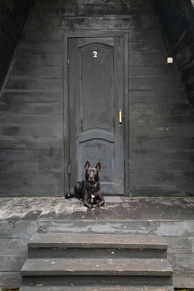 black dog in front of black house of owner in the forest