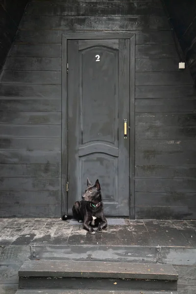 Cão preto na frente da casa preta do proprietário na floresta — Fotografia de Stock