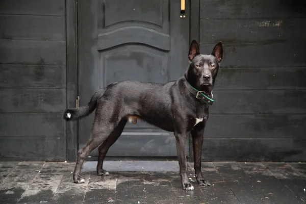 Cão preto na frente da casa preta do proprietário na floresta — Fotografia de Stock