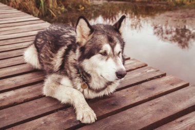 hasta yaşlı büyük köpek sakat malamute pençe olmadan yalnız açık yatan