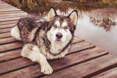 hasta yaşlı büyük köpek sakat malamute pençe olmadan yalnız açık yatan