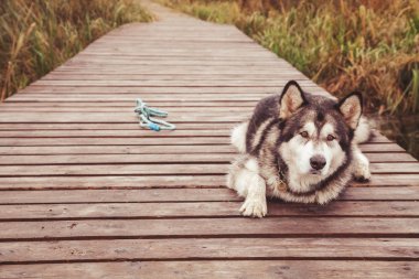 hasta yaşlı büyük köpek sakat malamute pençe olmadan yalnız açık yatan