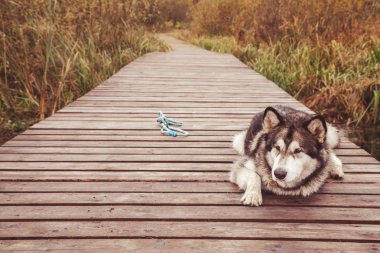 hasta yaşlı büyük köpek sakat malamute pençe olmadan yalnız açık yatan
