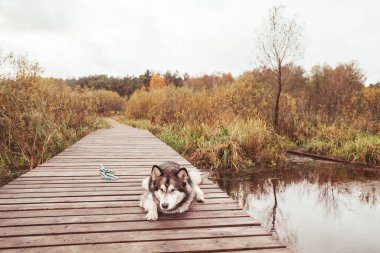 hasta yaşlı büyük köpek sakat malamute pençe olmadan yalnız açık yatan