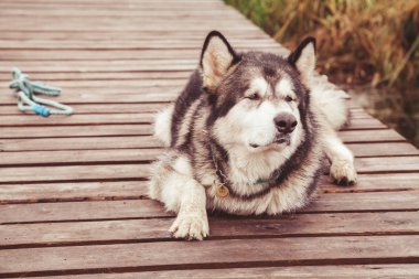 hasta yaşlı büyük köpek sakat malamute pençe olmadan yalnız açık yatan