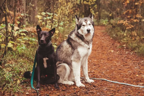 Dois cães do tipo grande na floresta. cães pretos e cinza . — Fotografia de Stock