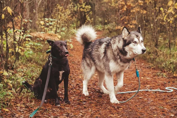 Dva velcí psi v lese. Černí a šedí psi. — Stock fotografie