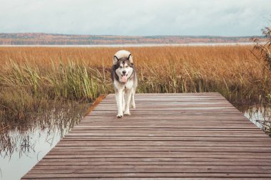 bir gölün su yakınında sevimli büyük malamute köpek