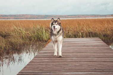 bir gölün su yakınında sevimli büyük malamute köpek