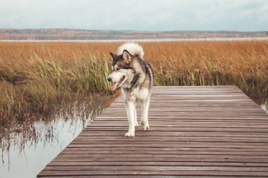 bir gölün su yakınında sevimli büyük malamute köpek