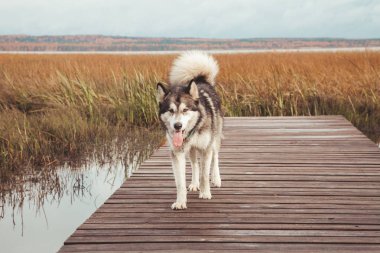 bir gölün su yakınında sevimli büyük malamute köpek