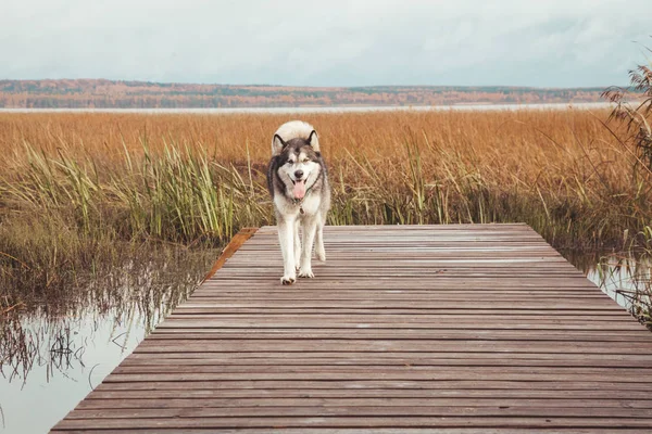 Cão malamute grande bonito perto da água de um lago — Fotografia de Stock