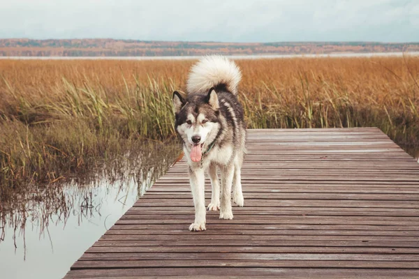 cute big malamute dog near the water of a lake