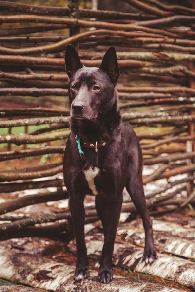 Cão preto muito grande no campo perto de cerca trançada — Fotografia de Stock