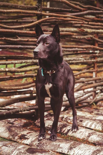 Cão preto muito grande no campo perto de cerca trançada — Fotografia de Stock
