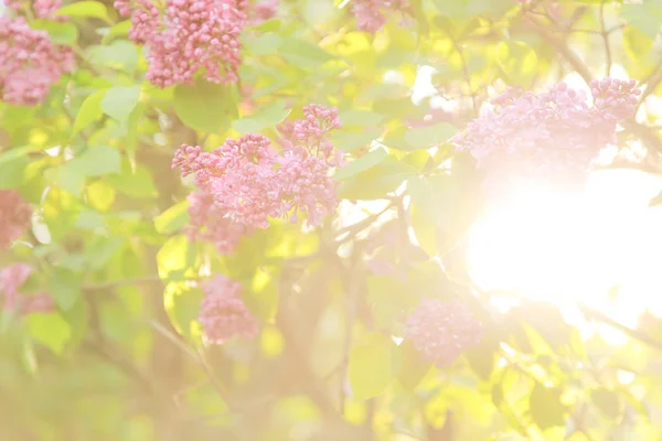 Zarte Blüten von Flieder im Garten — Stockfoto