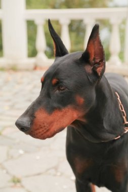 Doberman Pincher sonbahar parkında dinleniyor. Siyah köpek portresi.