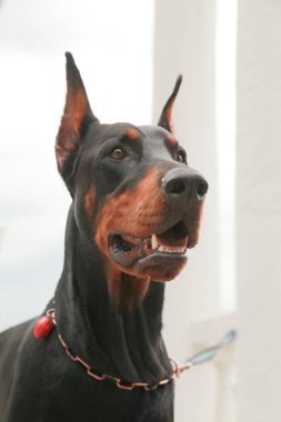 Doberman Pincher sonbahar parkında dinleniyor. Siyah köpek portresi.