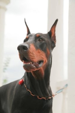 Doberman Pincher sonbahar parkında dinleniyor. Siyah köpek portresi.