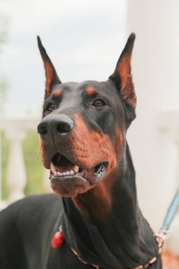 Doberman Pincher sonbahar parkında dinleniyor. Siyah köpek portresi.