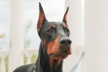Doberman Pincher sonbahar parkında dinleniyor. Siyah köpek portresi.