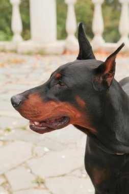 Doberman Pincher sonbahar parkında dinleniyor. Siyah köpek portresi.