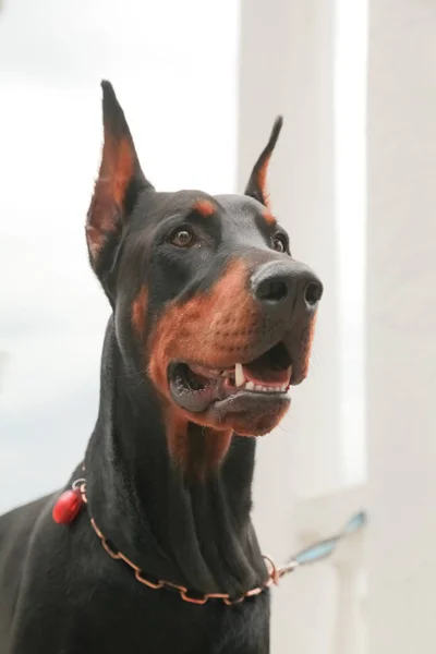 Доберман пінчер відпочиваючи в Осінній Парк. Портрет чорної собаки. — стокове фото