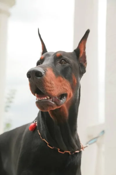 Doberman Pincher relaxing in the autumn park. Portrait of black dog. — Stock Photo, Image