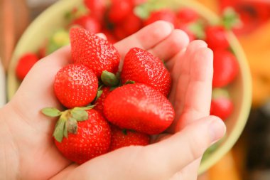 avuç içi taze hasat kırmızı çilek tutar