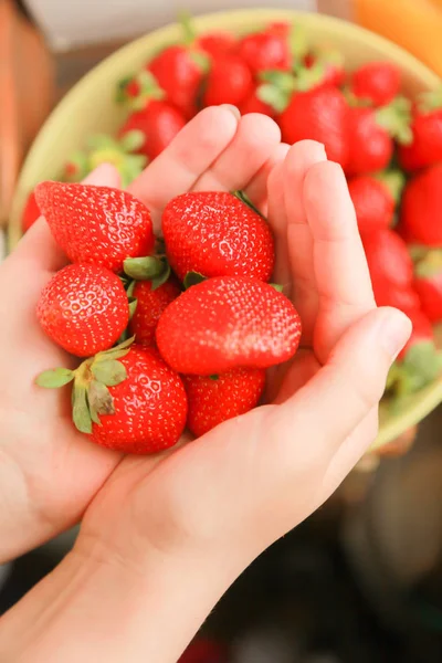 Palmas sostiene fresas rojas recién cosechadas — Foto de Stock