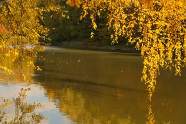 sarı dalları ve kimse ile yansıması ile su yakınında yaprakları ile güzel sonbahar ağaçları