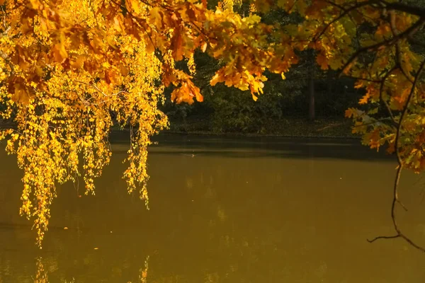 노란 나뭇가지와 아무도 반사와 물 근처 잎 아름다운 가을 나무 — 스톡 사진