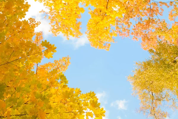 노란 나뭇가지와 나뭇잎과 아무도 없는 푸른 하늘이 있는 아름다운 가을숲 — 스톡 사진