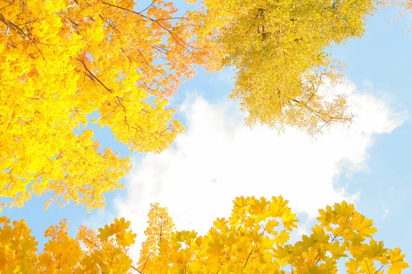 노란 나뭇가지와 나뭇잎과 아무도 없는 푸른 하늘이 있는 아름다운 가을숲 — 스톡 사진