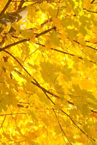 노란 나뭇가지와 나뭇잎이 있는 아름다운 가을 숲 — 스톡 사진