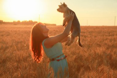 gün batımında buğday alanında küçük sevimli köpek güzel kız sahibi