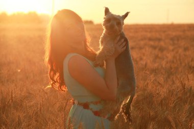 gün batımında buğday alanında küçük sevimli köpek güzel kız sahibi