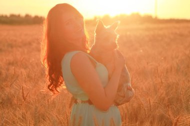 gün batımında buğday alanında küçük sevimli köpek güzel kız sahibi