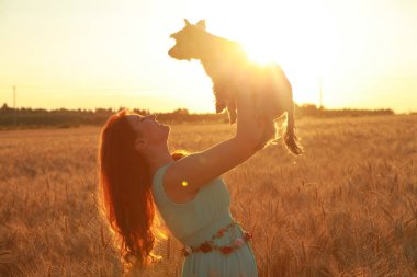gün batımında buğday alanında küçük sevimli köpek güzel kız sahibi