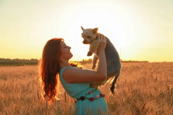 夕日の小麦畑で小さなかわいい犬のかわいい女の子の所有者 — ストック写真