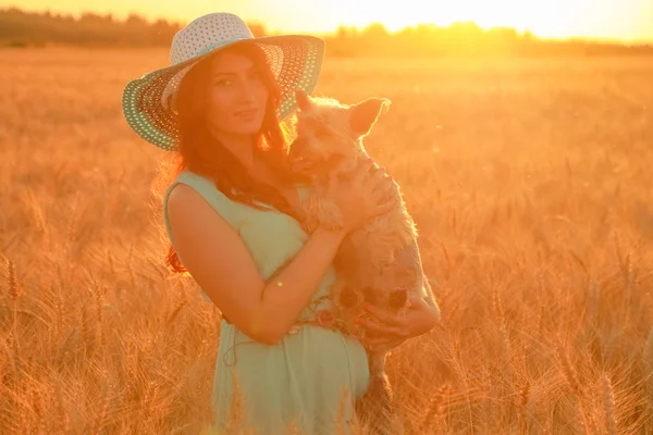 Gün batımında buğday alanında küçük sevimli köpek güzel kız sahibi — Stok fotoğraf