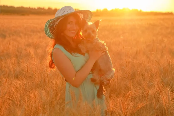 Gün batımında buğday alanında küçük sevimli köpek güzel kız sahibi — Stok fotoğraf