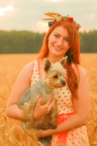 Menina bonita proprietário de um pequeno cão bonito no campo de trigo ao pôr do sol — Fotografia de Stock