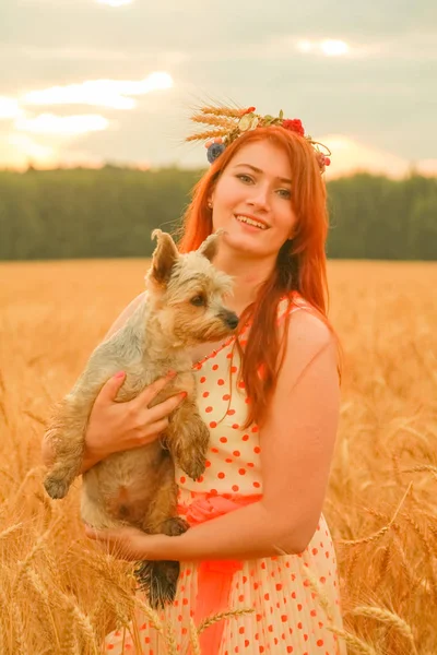 일몰에 밀 밭에서 작은 귀여운 강아지의 예쁜 소녀 소유자 — 스톡 사진