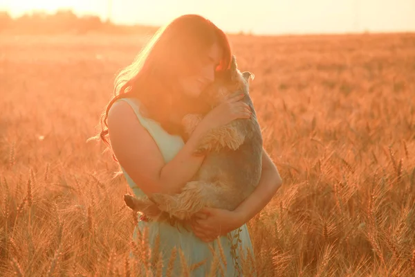 Gün batımında buğday alanında küçük sevimli köpek güzel kız sahibi — Stok fotoğraf