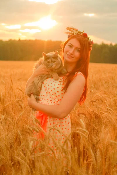 Mulher bonita com gato bonito andando no campo de trigo ao pôr do sol — Fotografia de Stock