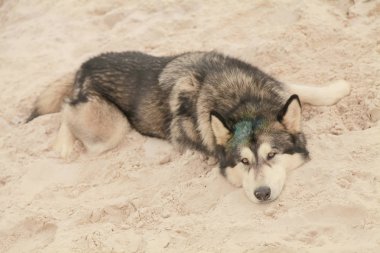 gri köpek alaskan malamute sıcak kum çölde yalnız